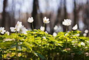 Dicas de paisagismo para jardim pequeno em casa