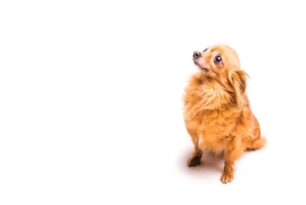 Nomes chiques para cachorro fêmea: 200 nomes criativos