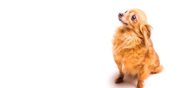 Nomes chiques para cachorro fêmea: 200 nomes criativos