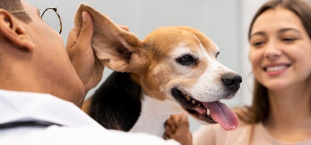 Cliníca Veterinária Aberta 24 horas perto de casa