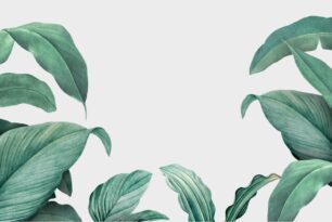 20 Plantas que se dão bem em vasos dentro de casa