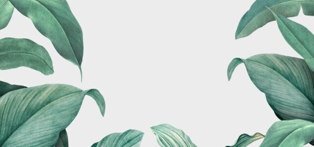 20 Plantas que se dão bem em vasos dentro de casa