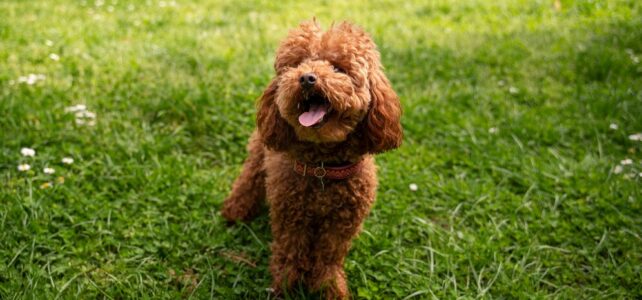 Raças de Cachorros de Pequeno Porte para Apartamento