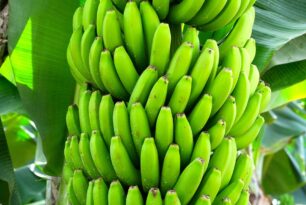 Banana faz mal para quem tem gordura no fígado?