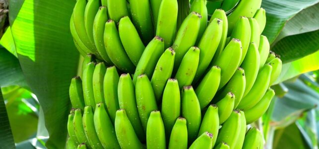 Banana faz mal para quem tem gordura no fígado?
