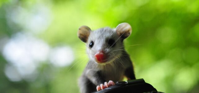 Como Espantar Gambá (Saruê) do Forro ou Quintal