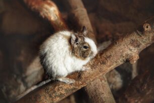 Como Identificar Fezes de Rato, Gambá ou Lagartixa