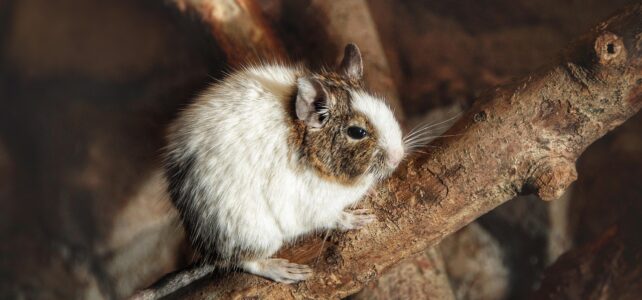 Como Identificar Fezes de Rato, Gambá ou Lagartixa