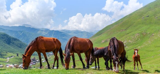 200 Nomes para Comitivas de Cavalgada Sertaneja e Boiadeira 200 Nomes para Comitivas de Cavalgada Sertaneja e Boiadeira